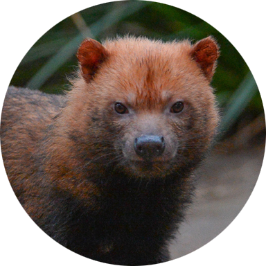 Bush Dog