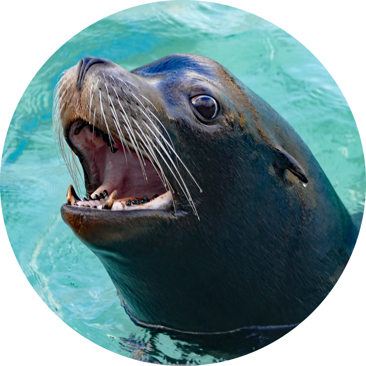 California Sea Lion
