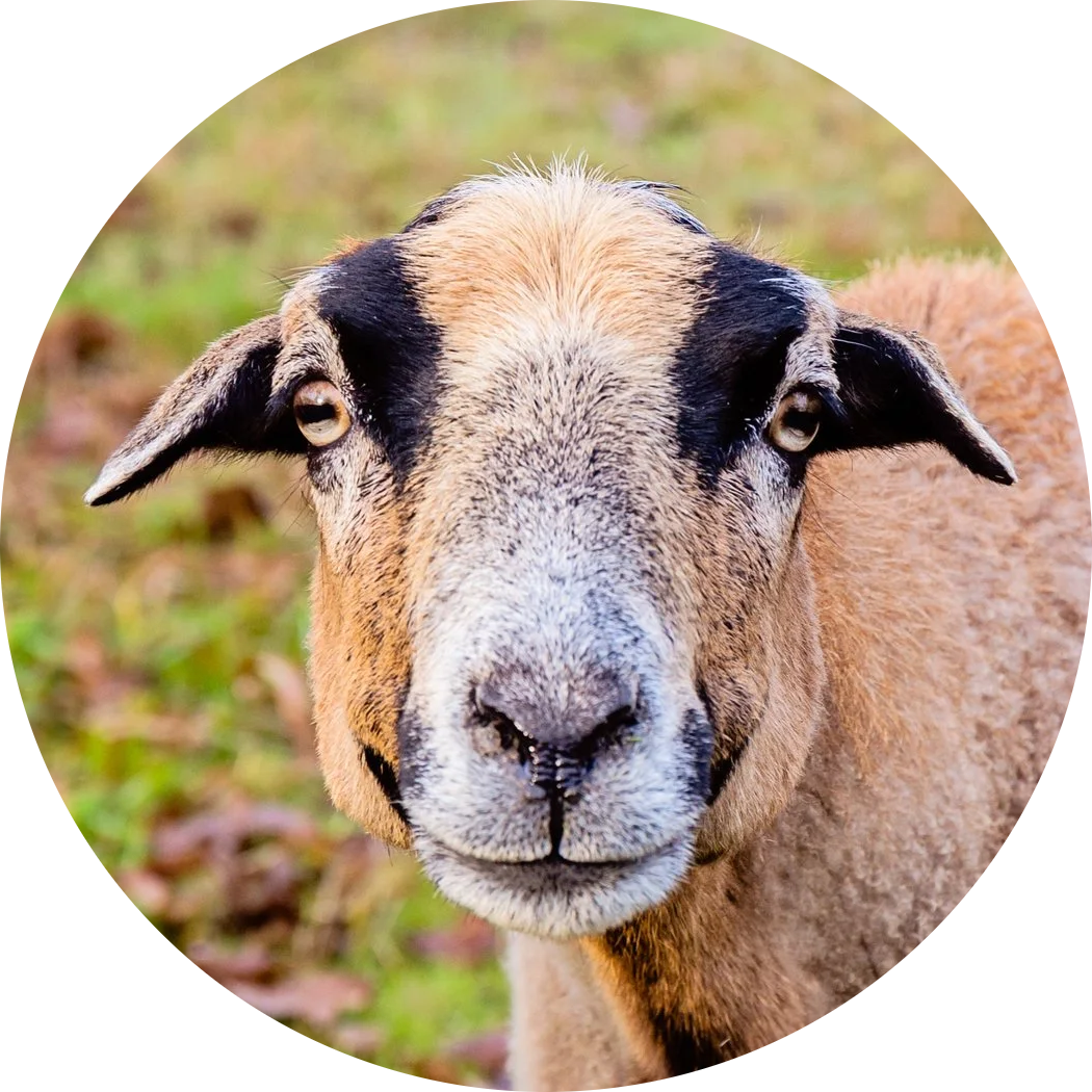 Cameroon Sheep