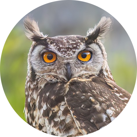Cape Eagle-owl