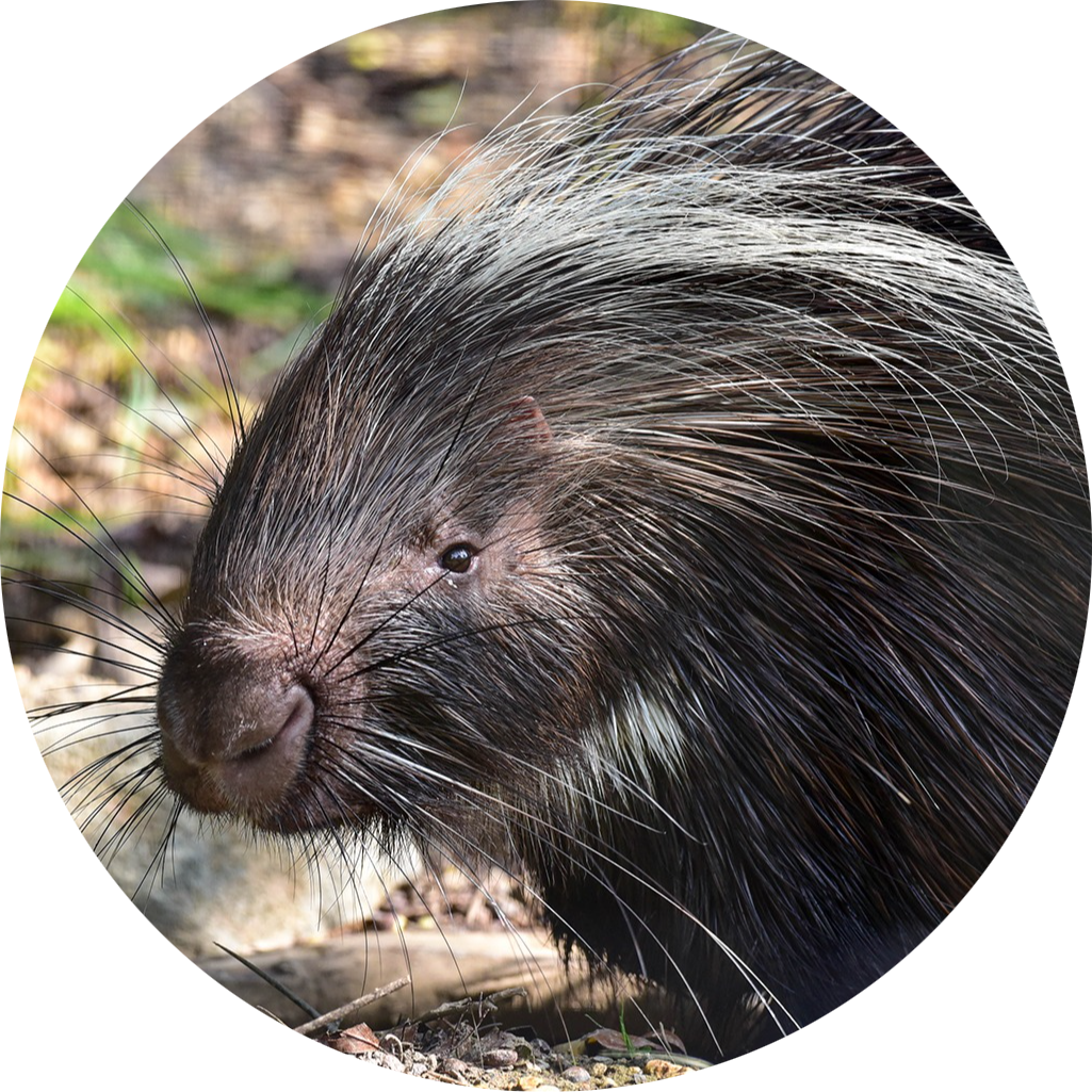 Cape Porcupine