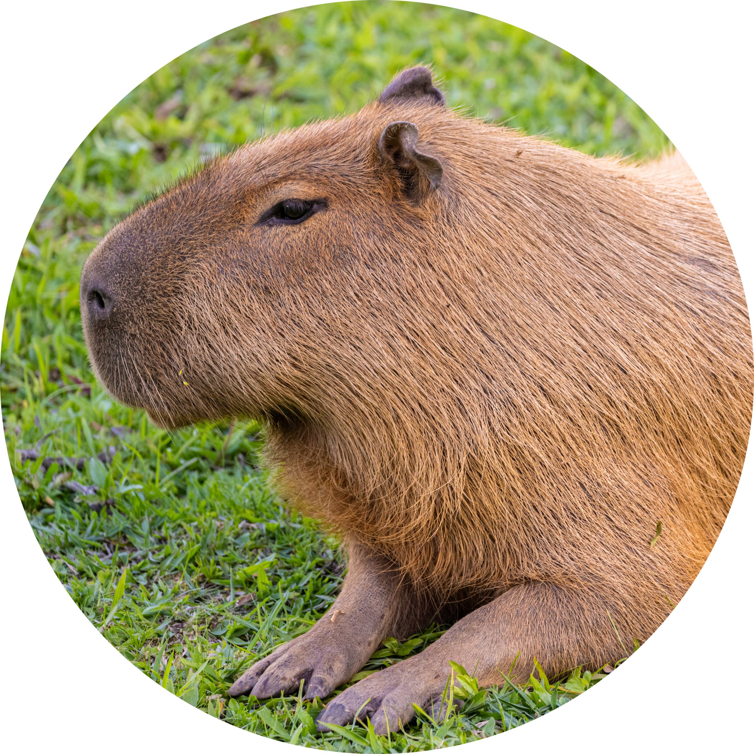 Capybara