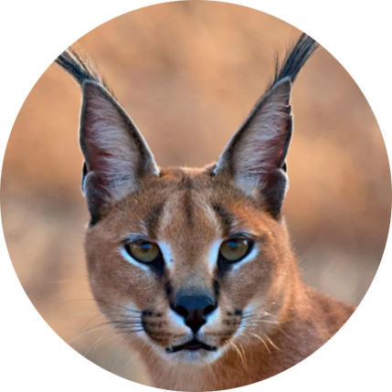 Caracal