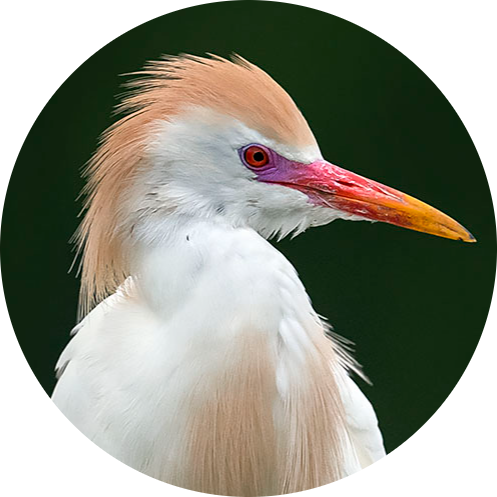 Cattle Egret