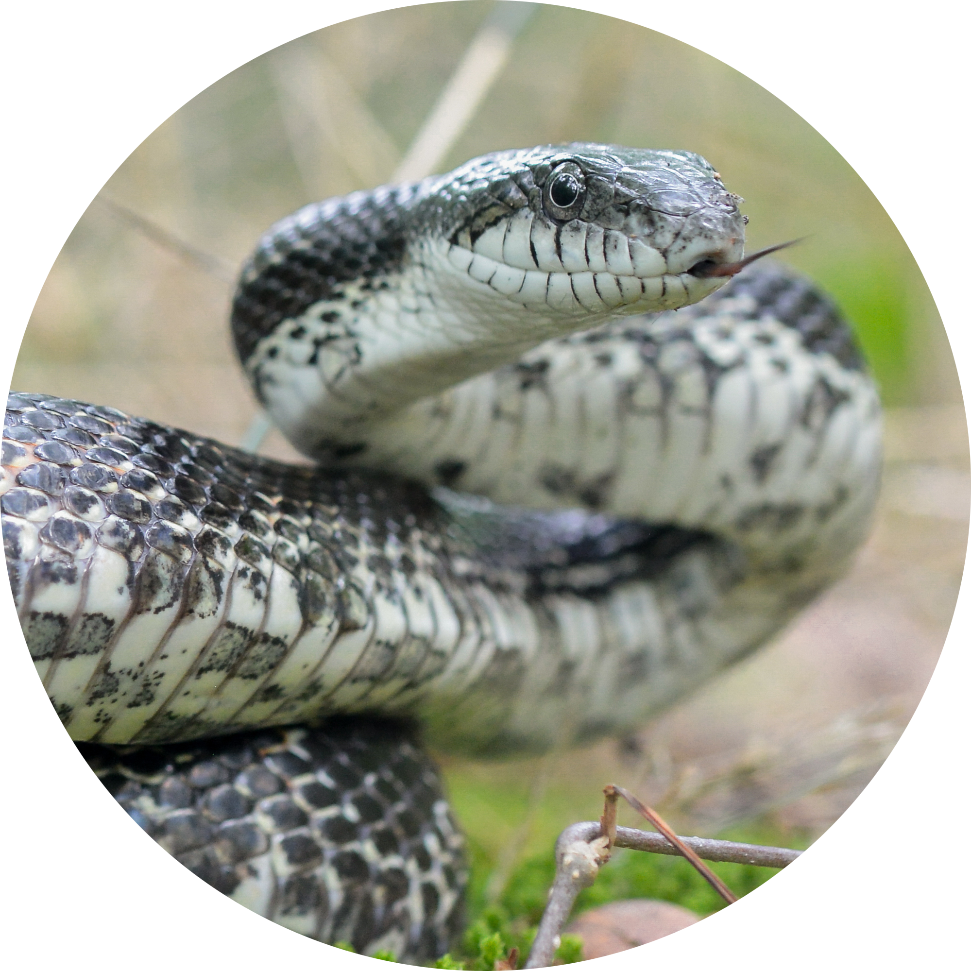 Central Ratsnake