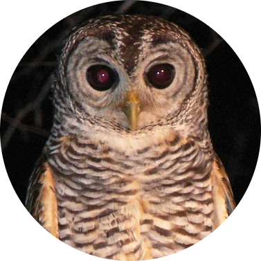 Chaco Owl