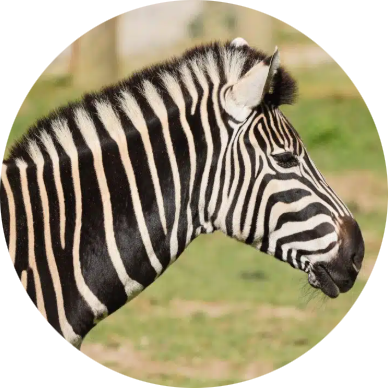 Chapman’s Zebra