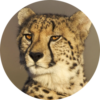Cheetah
