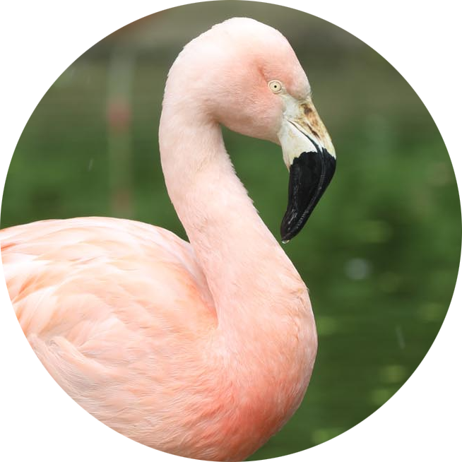 Chilean Flamingo