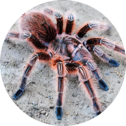 Chilean Rose Tarantula