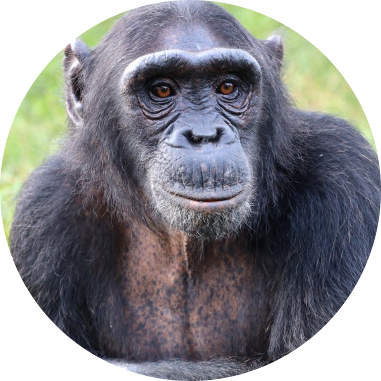 Chimpanzee