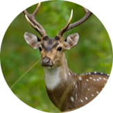 Chital