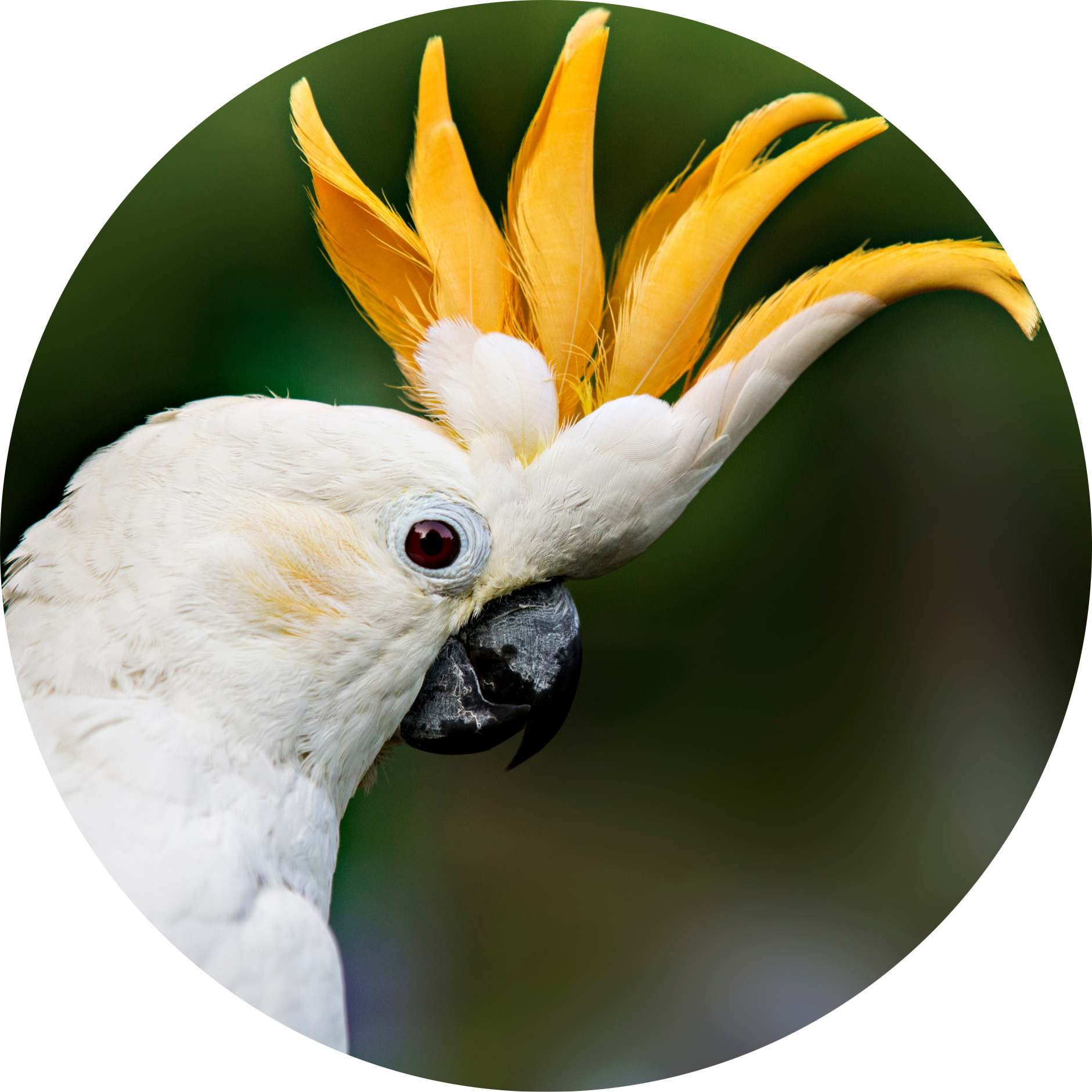 Citron-crested Cockatoo