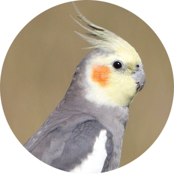 Cockatiel