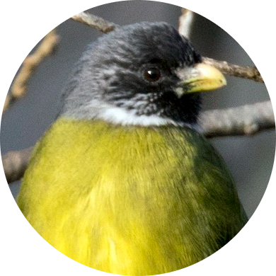 Collared Finchbill