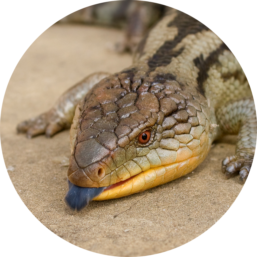 Common Blue-tongued Skink