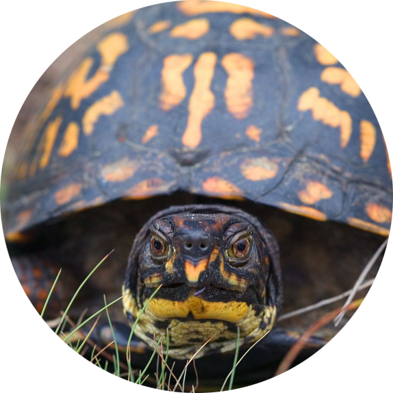 Common Box Turtle
