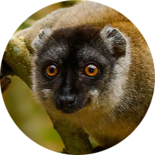 Common Brown Lemur