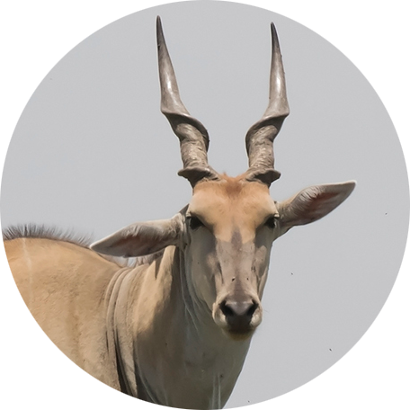 Common Eland
