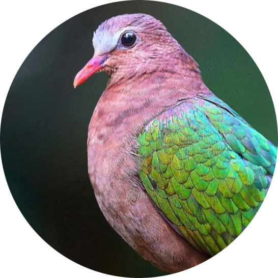 Common Emerald Dove