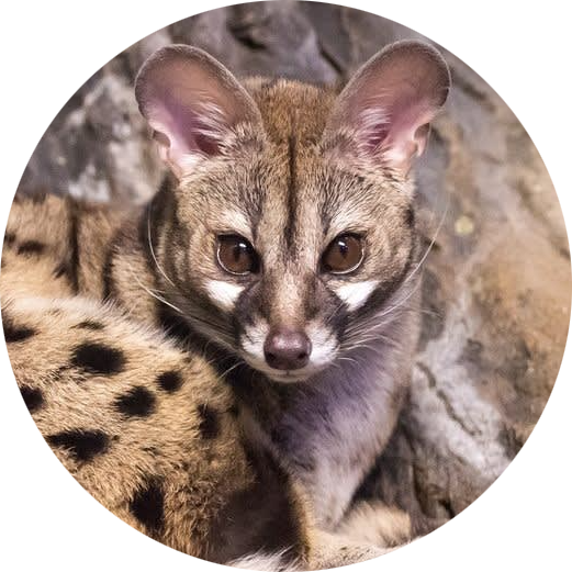 Common Genet