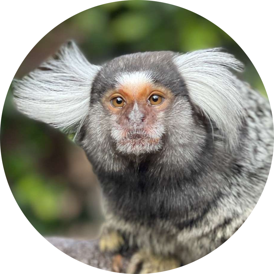 Common Marmoset