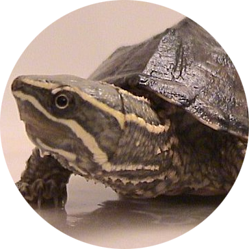 Common Musk Turtle