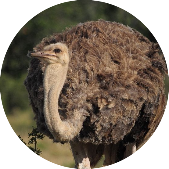 Common Ostrich