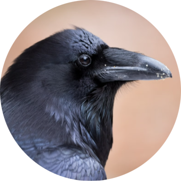 Common Raven
