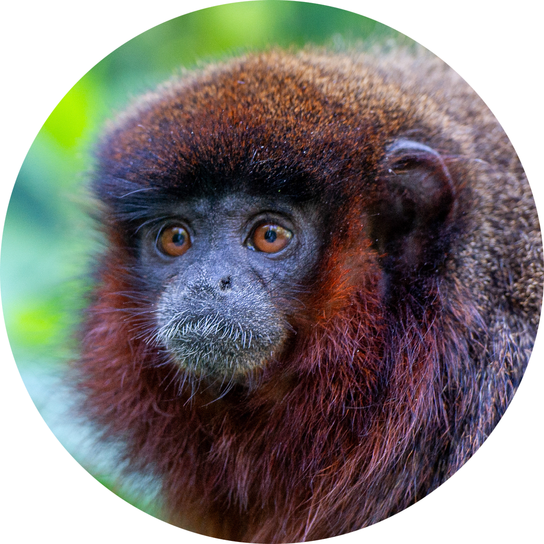 Coppery Titi Monkey