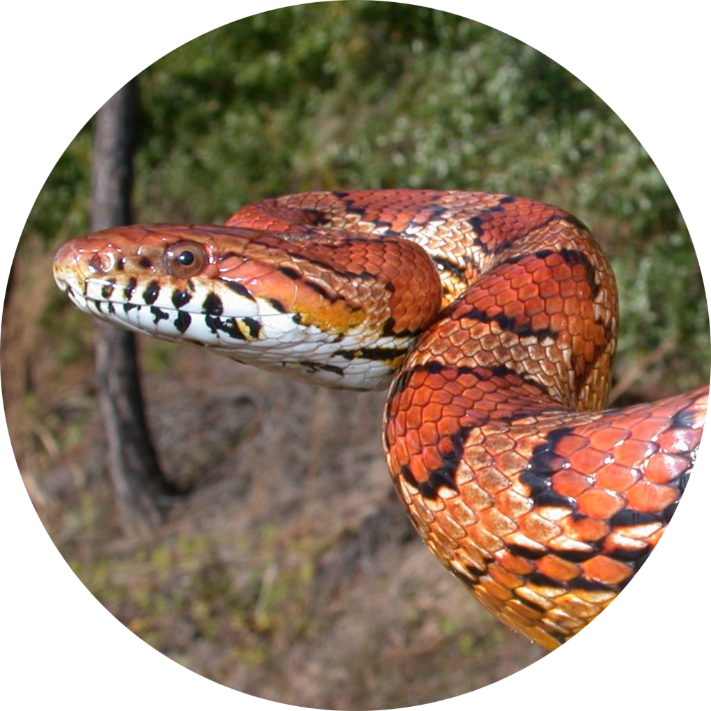 Corn Snake