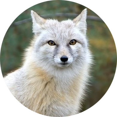 Corsac Fox