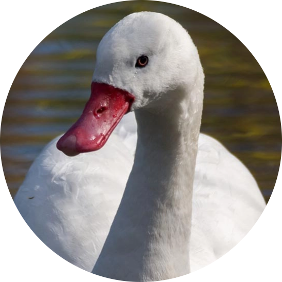 Coscoroba Swan