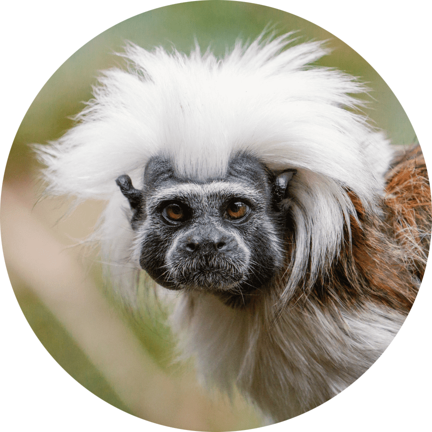 Cotton-top Tamarin
