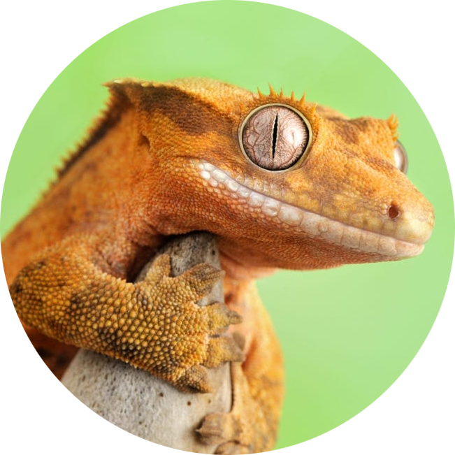 Crested Gecko