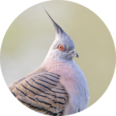 Crested Pigeon