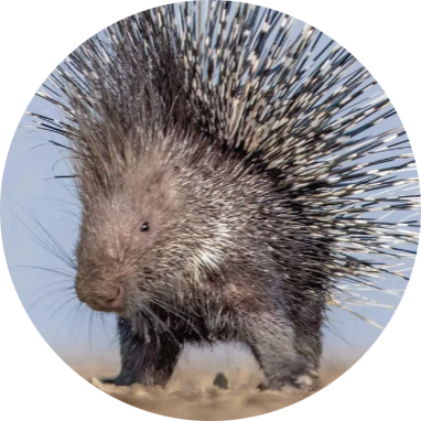 Crested Porcupine