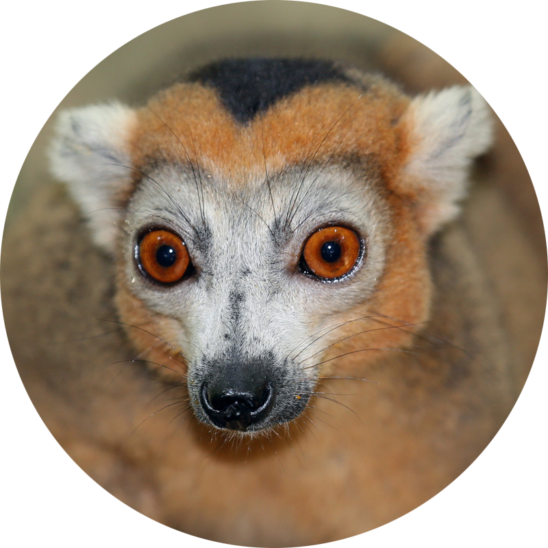Crowned Lemur