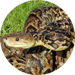 Cuban Boa