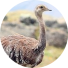 Darwin’s Rhea