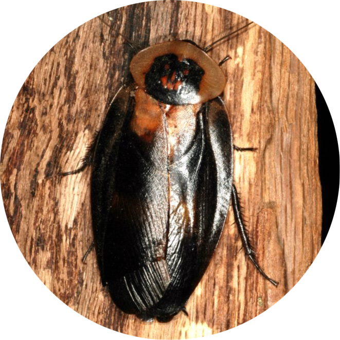 Death’s Head Cockroach