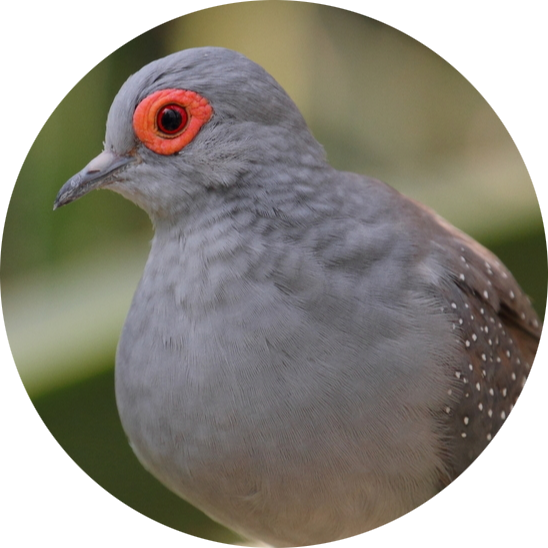 Diamond Dove