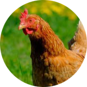 Domestic Chicken