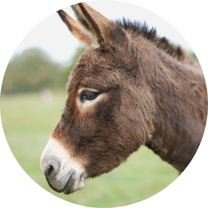 Domestic Donkey