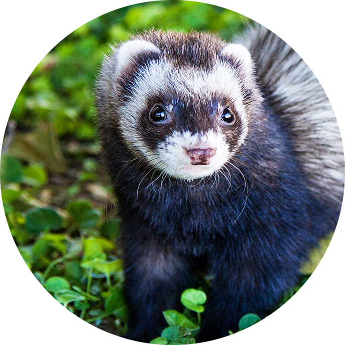 Domestic Ferret