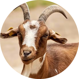 Domestic Goat