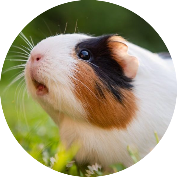 Domestic Guinea Pig