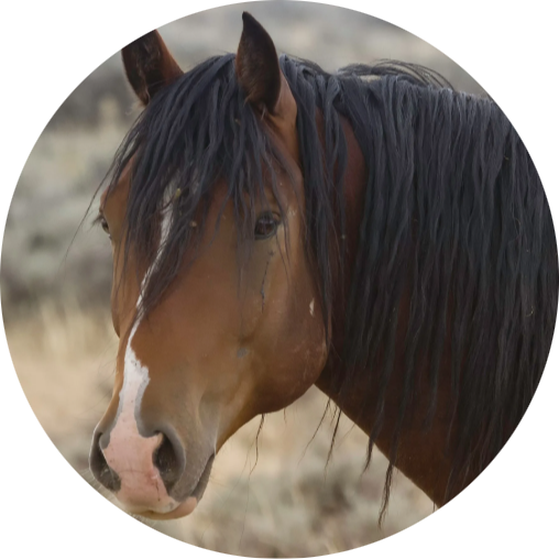 Domestic Horse