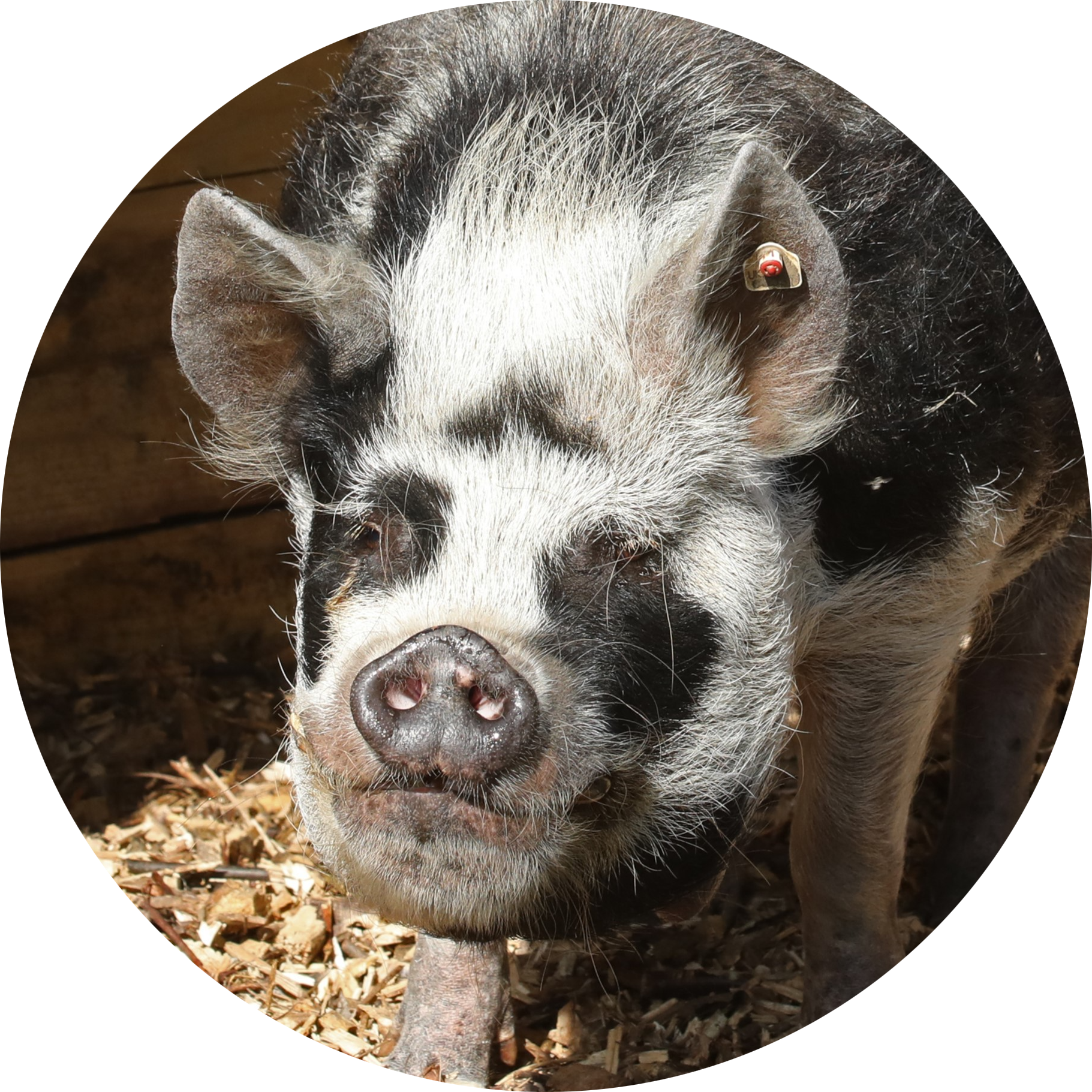 Domestic Pig