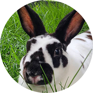 Domestic Rabbit